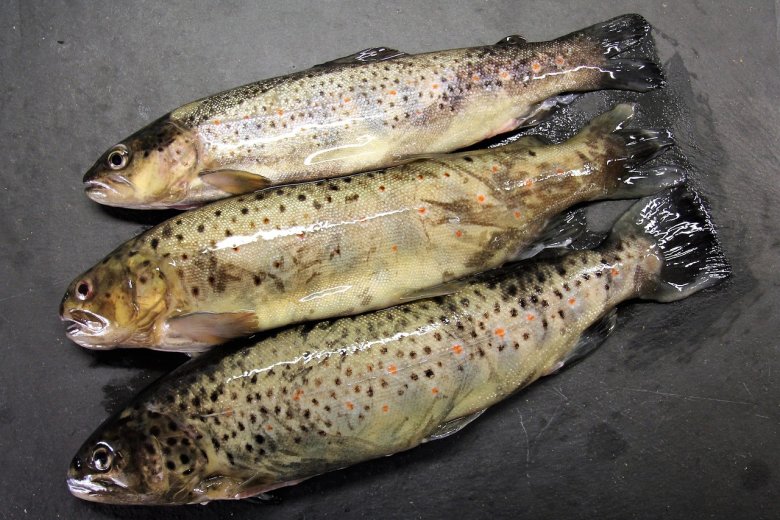 Portuguese-style trout with vinegared rice and beans